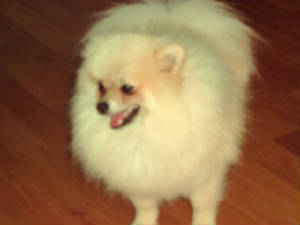 cowboy0222200713.jpg