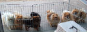 pomswaitingtocomein2202007.jpg
