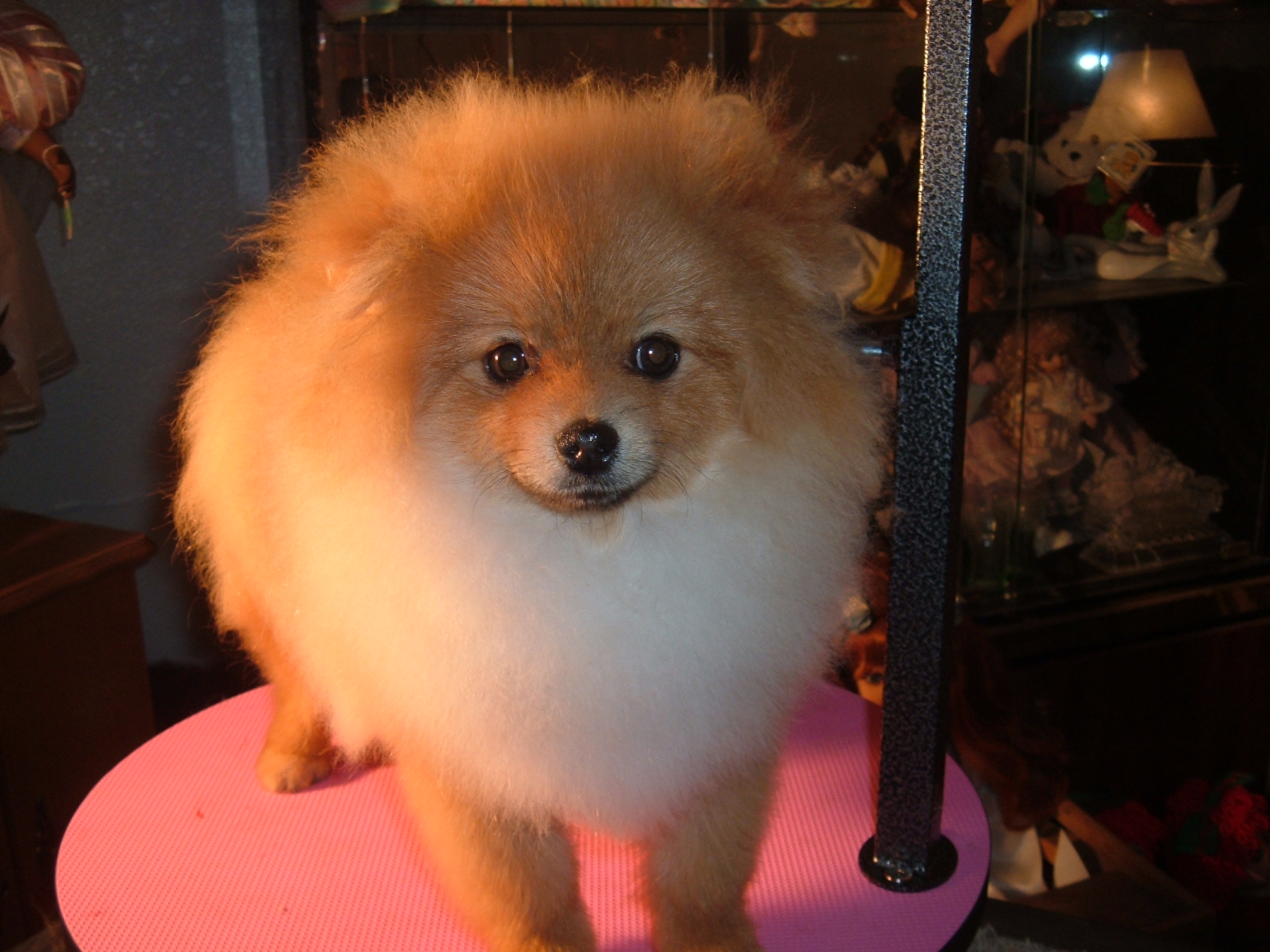tango6mos3142008.jpg